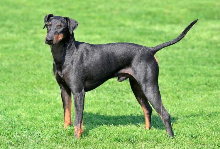 Manchester Terrier inglés