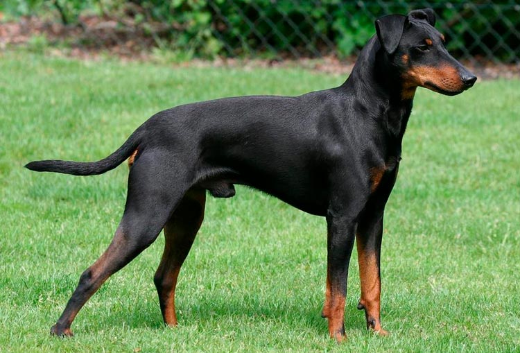 Manchester Terrier estándar