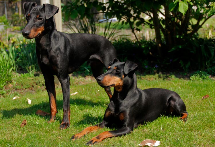 dos perros de la raza Manchester terrier
