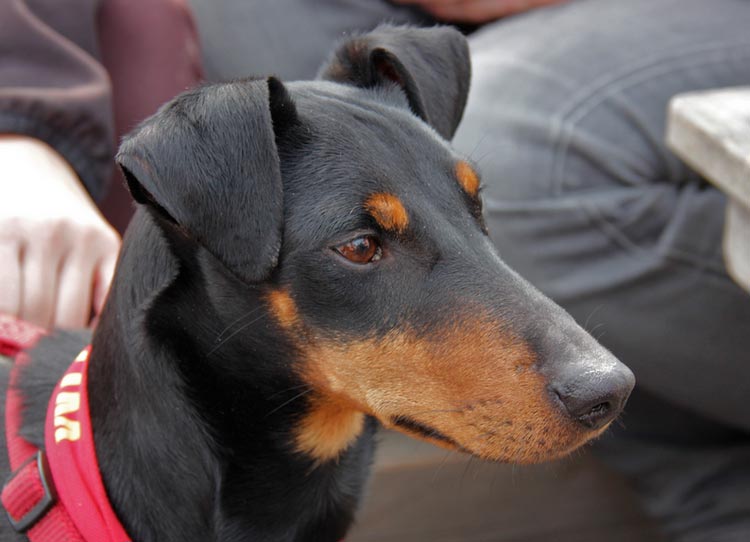 ¿Cómo es el Manchester Terrier?