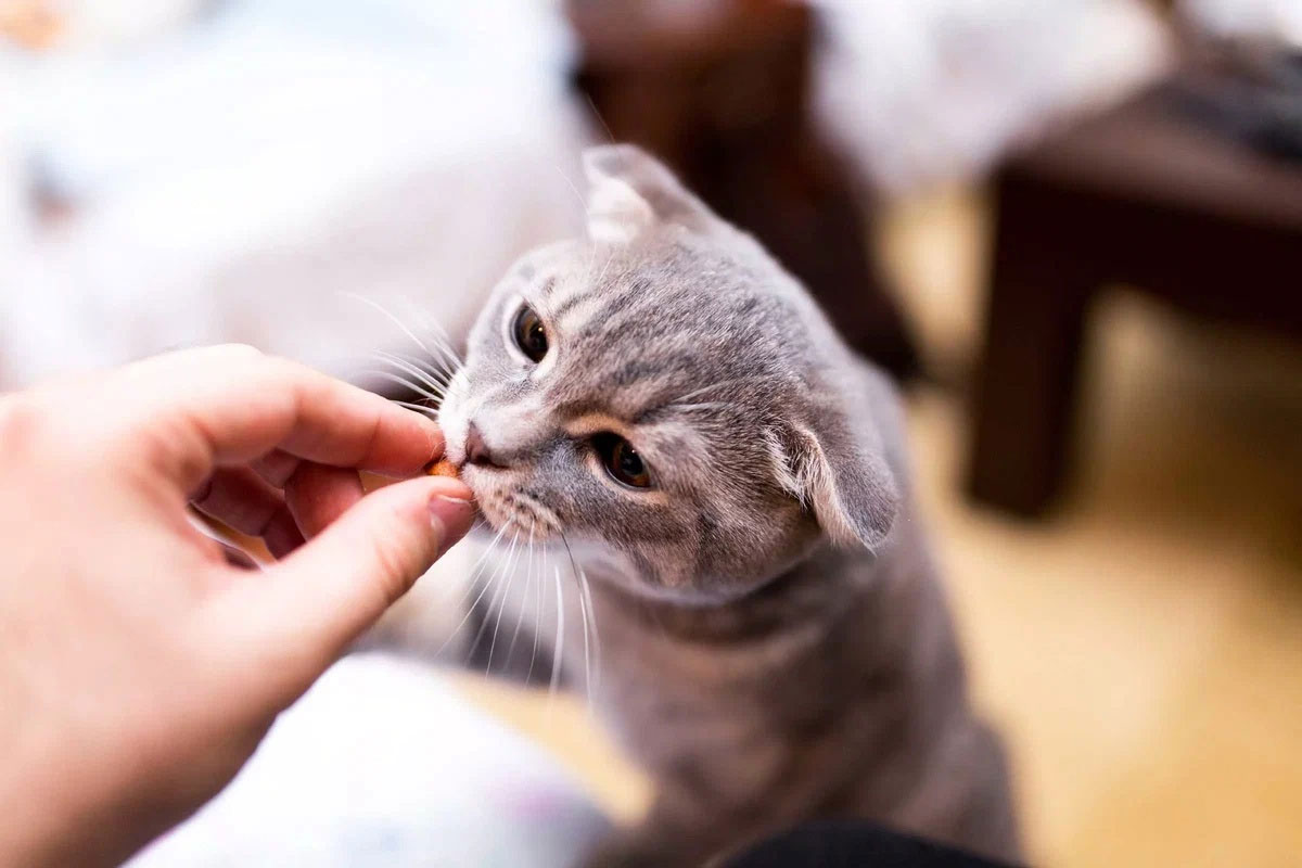 Wie man einer Katze Milbemax verabreicht