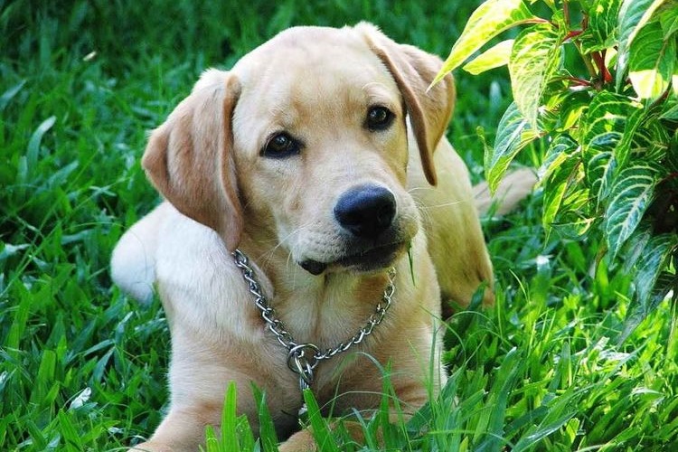 Labrador en césped verde