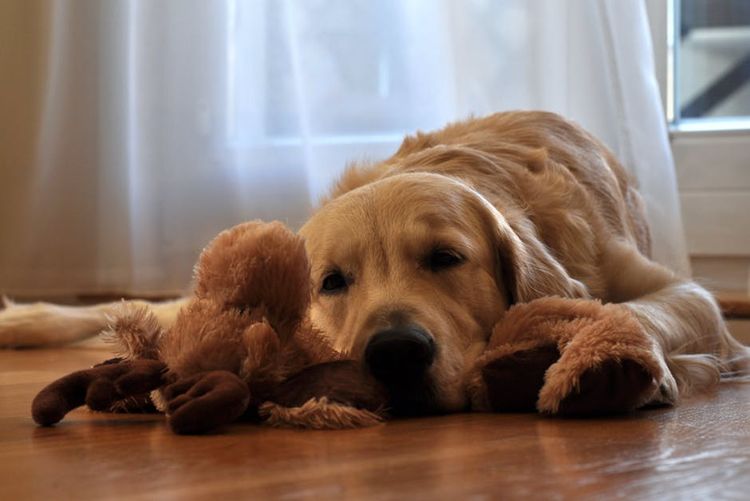 Labrador tumbado