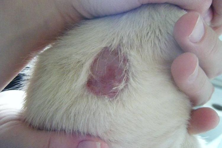 Eczema húmedo en perros