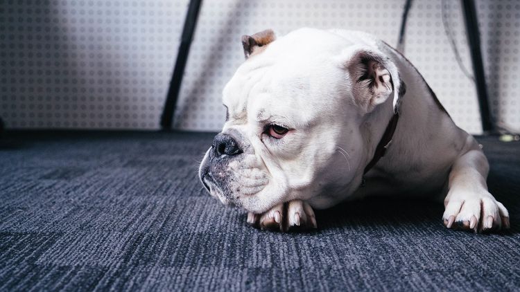 Perro tumbado en el suelo