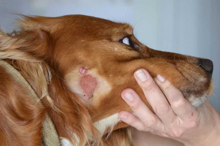 Dermatitis húmeda en la cara del perro