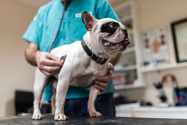 Examen del perro por el veterinario