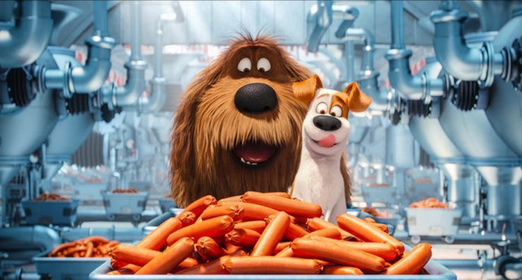 Dos perros miran salchichas