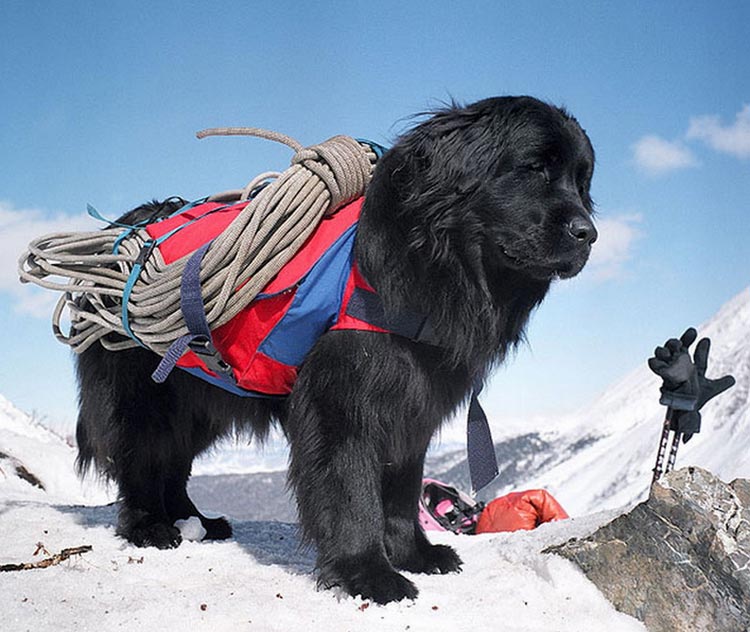 perro de rescate