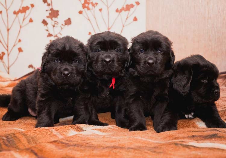 cachorros de Terranova