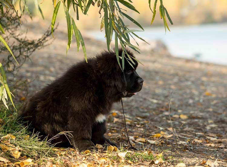 Cachorro de Terranova