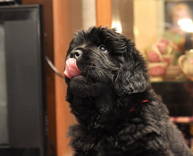 cachorro de terranova