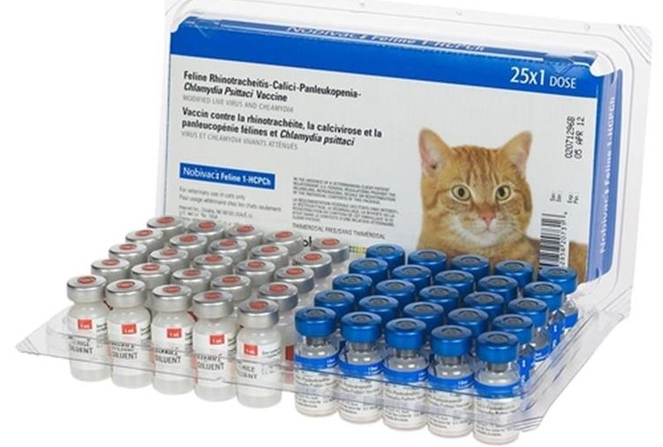 Ampollas con vacuna para gatos