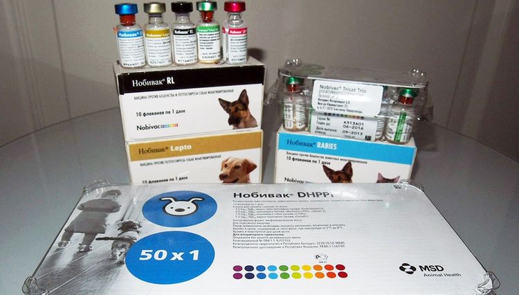 Tipos de vacunas Nobivac para perros