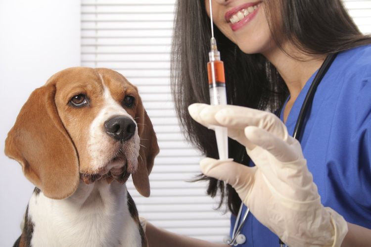 Perro y veterinario