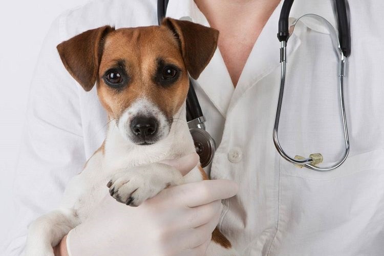 El veterinario sostiene al perro en sus brazos.