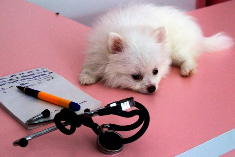 Un perro pequeño está tumbado sobre la mesa.
