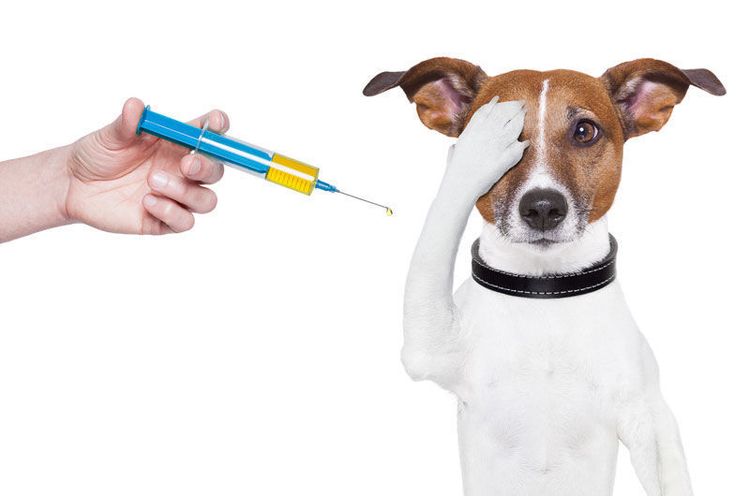 El perro tiene miedo a la inyección