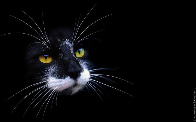 Gato negro en la oscuridad