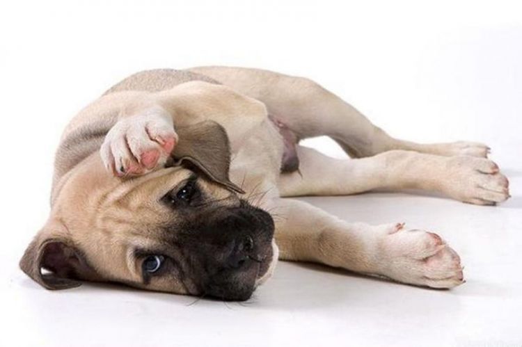 El perro está tumbado