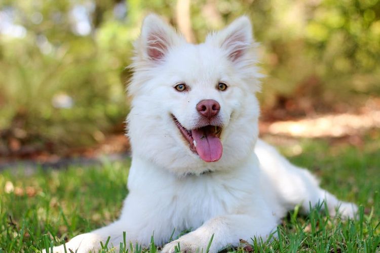 Perro blanco tumbado
