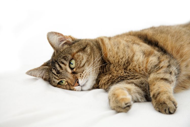El gato respira con dificultad