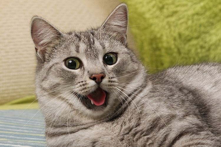 Edema pulmonar en gatos