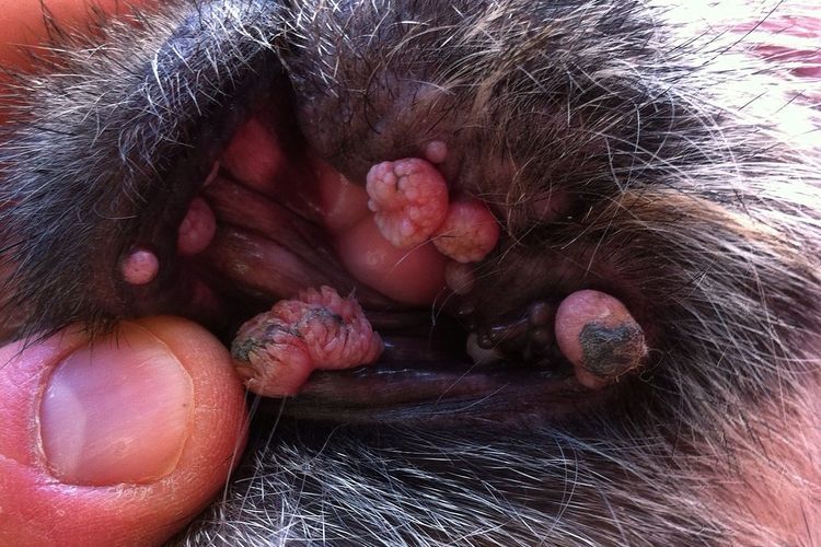 Colonias de papilomas en gatos