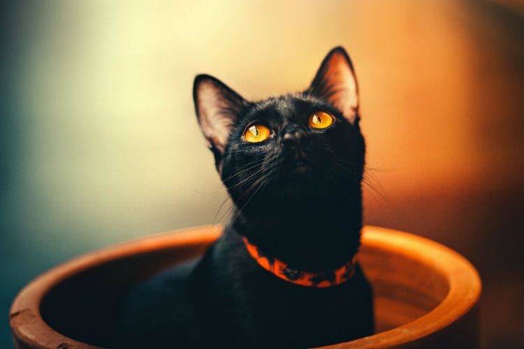 Papilomas en gatos