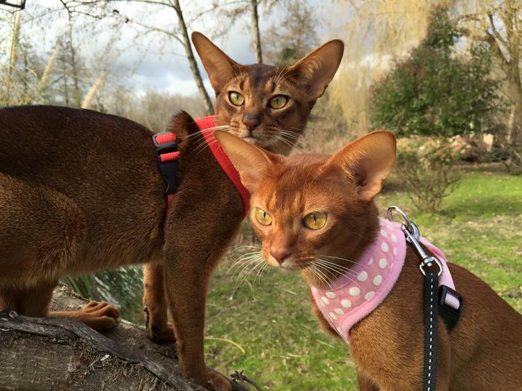 Katzen aus der Zuchtstätte Savage*Ru