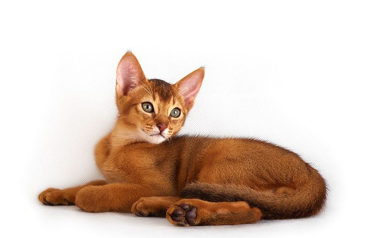 Abessinierkatze