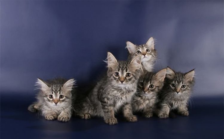 Gatitos siberianos