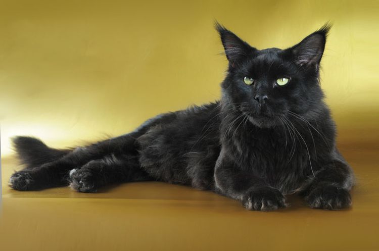 Maine Coon negro