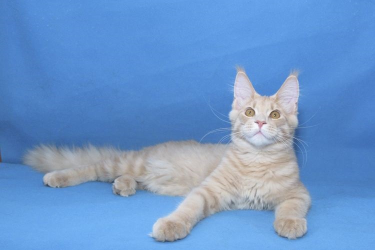 Gatito de Maine Coon