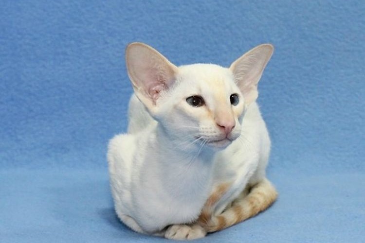 Gato de raza seychelles
