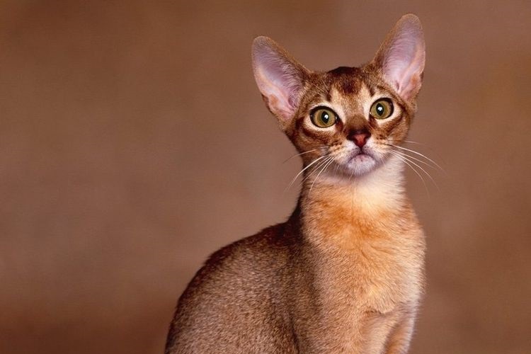 Gata de raza abisinia