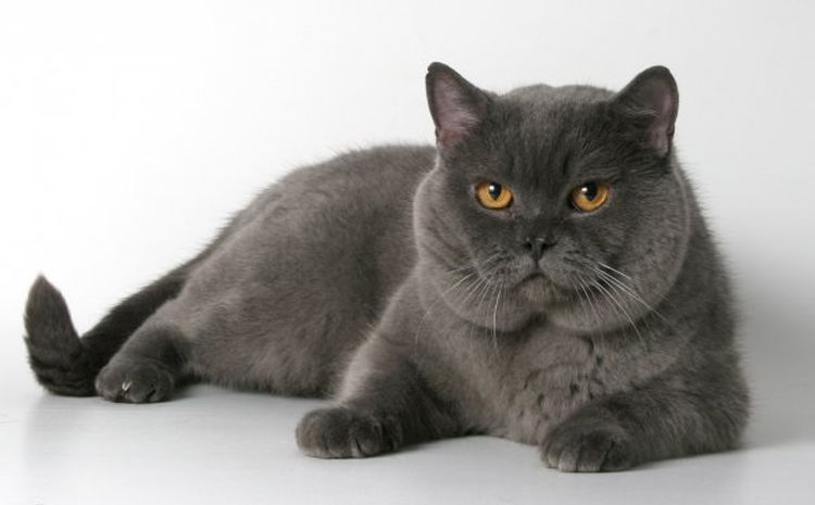 Gato británico de orejas rectas