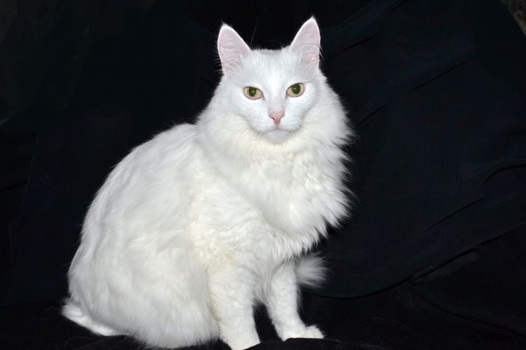 Gata de raza angora turco