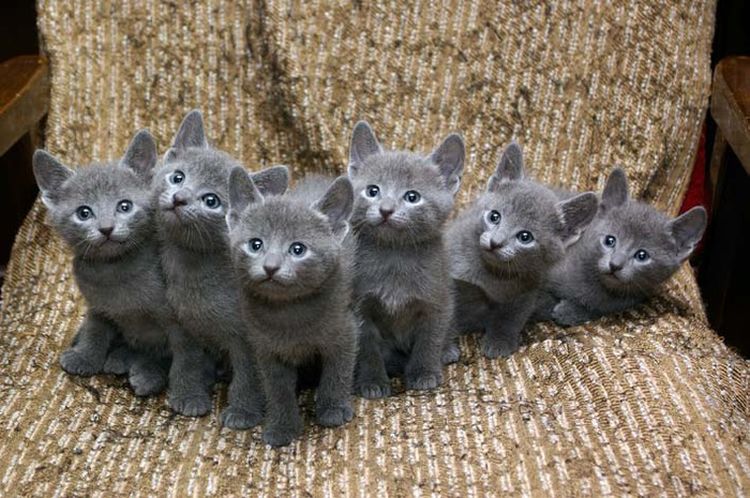 Gatitos de raza azul ruso