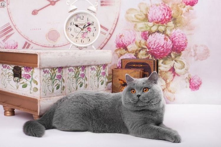 Gato británico de orejas rectas