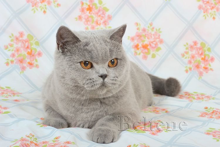 Gato británico de orejas rectas