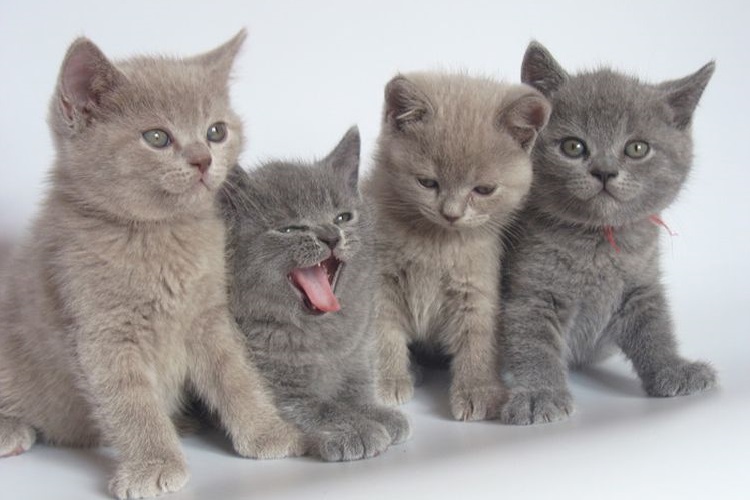 Gatitos británicos