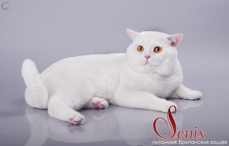 Gato británico de orejas rectas
