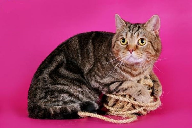 Gato escocés de orejas rectas con un ovillo de lana