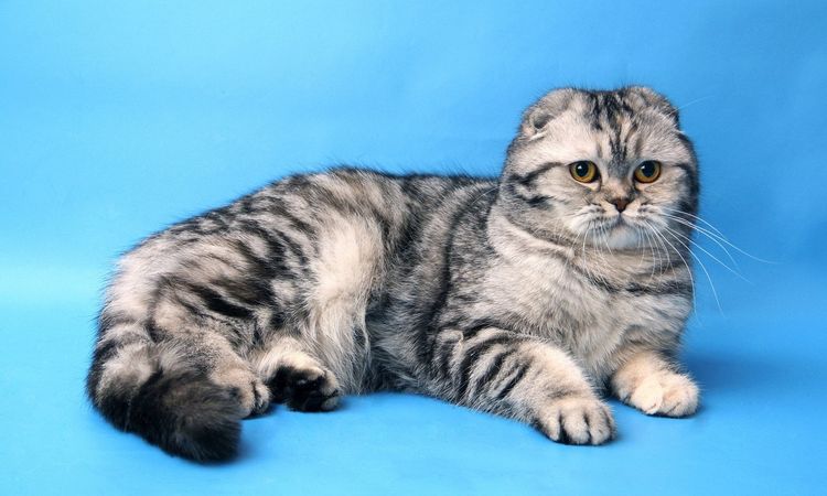 Gato británico de orejas caídas sobre fondo azul
