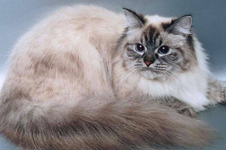 Gato peludo