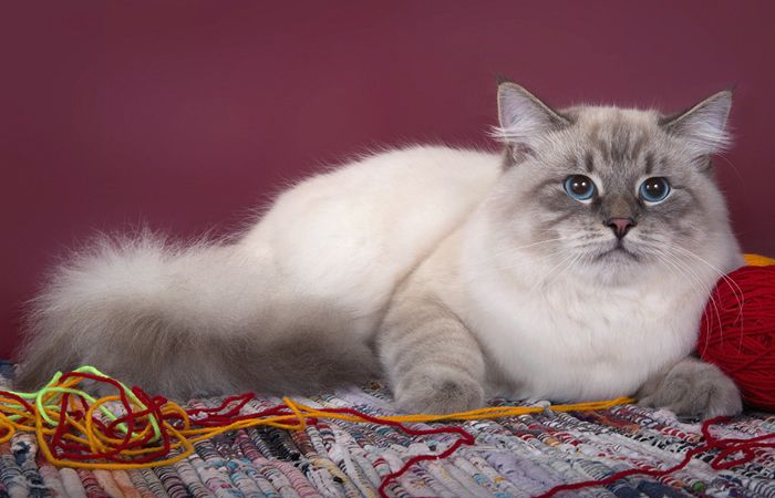 Uno de los gatos del criadero Perla del Nevá