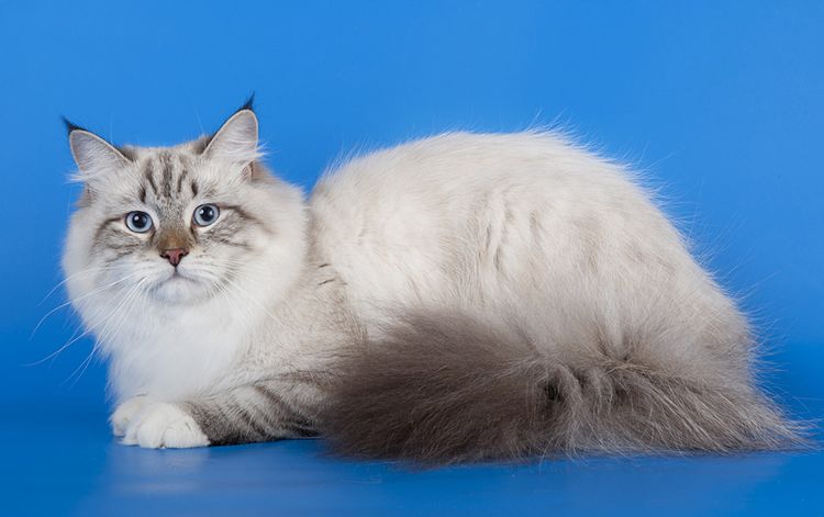 Gata sobre fondo azul