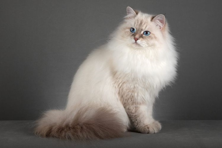 Gato Neva Masquerade