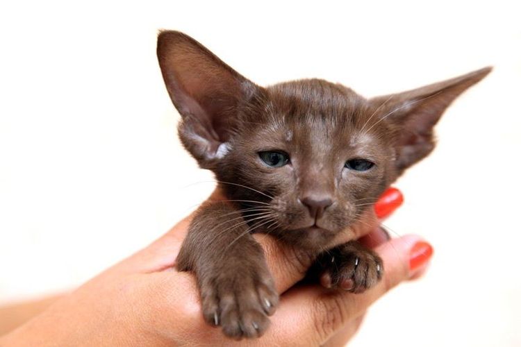 Gatito oriental de color chocolate